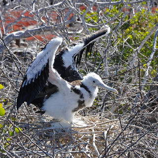 Galapagos - North Seymour - Young frigatebird